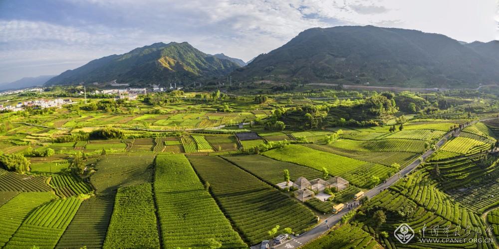 大木山茶园  蓝美珠  摄.jpg