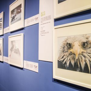 全球顶尖野生生物摄影作品亮相浙江自然博物馆