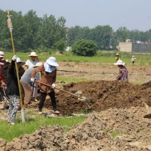 河南淮滨：台头村火龙果栽植场面红红火火（组图）