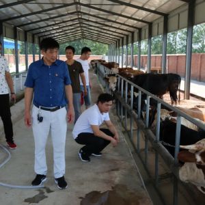 河南淮滨：汪书记还在麻东没回来
