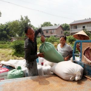 机收水稻（图片新闻）