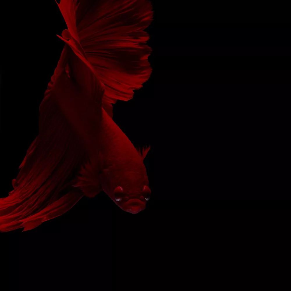 第 2 届“Wanpy 顽皮杯”中国宠物摄影大赛获奖作品公布
