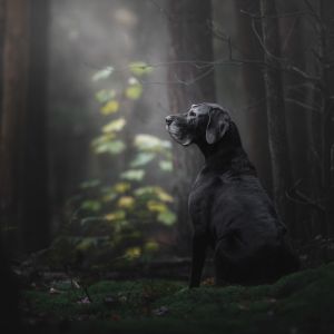 2018年度狗狗攝影師大賽獲獎作品出爐！