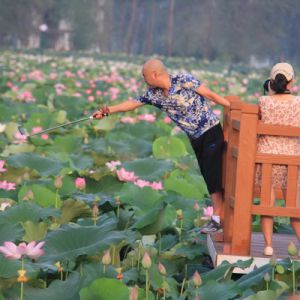 河南淮滨：去邻省阜南地城看400亩荷花绽放（组图）