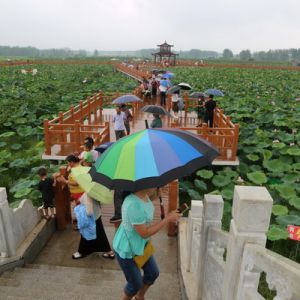 河南淮滨：相约邻省地城荷花节看雨后荷花分外妖娆（组图）