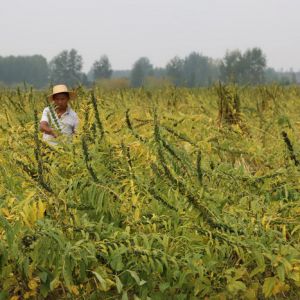 河南淮滨：农民大面积开镰收割芝麻（组图）