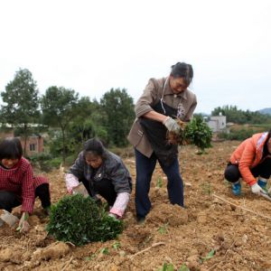 永川：村民入股成立茶叶股份经济合作社 共同致富有盼头（图片新闻）