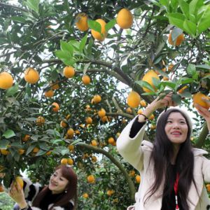 残疾人采摘梨橙 享受丰收的喜悦（图片新闻）