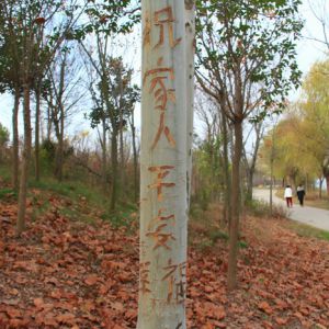 河南淮滨：这里的风景树惹你了吗? 下此狠手（图）