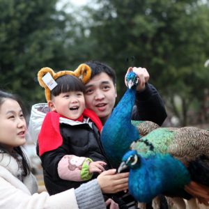 迎新年 游客与动物亲密接触（图片新闻)