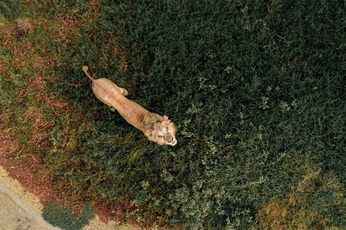 201901181348458844.jpg drone_Lion-Vs-Drone-By-Bachirm.jpg