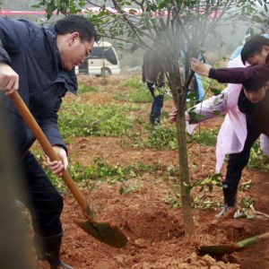 新春植树忙