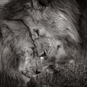 野生動物攝影獎揭曉 攝影師用鏡頭記錄溫情瞬間