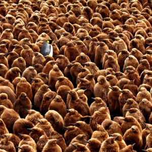 英國生態學會「Capturing Ecology」（ 捕捉生態學）攝影比賽 2018 獲獎作品賞