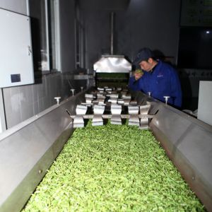 茶企春茶生产忙（图片新闻）
