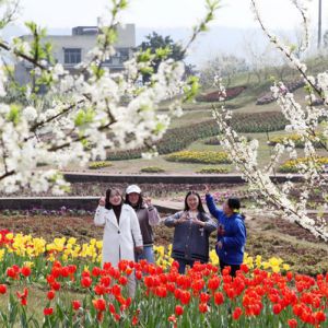 赏花醉游客（图片新闻）