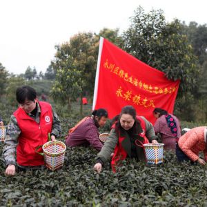 党员“义务采茶工”助农增收（图片新闻）