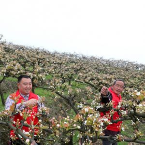 人大代表为贫困梨农授粉（图片新闻）