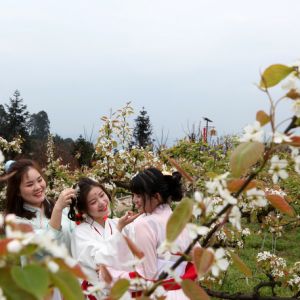永川：六万亩梨花盛开 游客流连忘返（图片新闻）