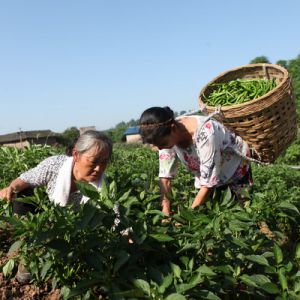 辣椒丰收采摘忙 勤劳致富奔小康（图片新闻）