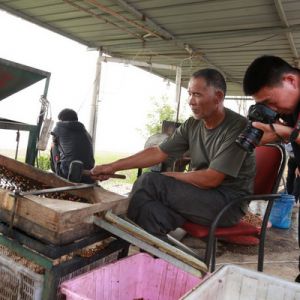 河南淮滨：淮南湿地鸡头米丰收（组图）