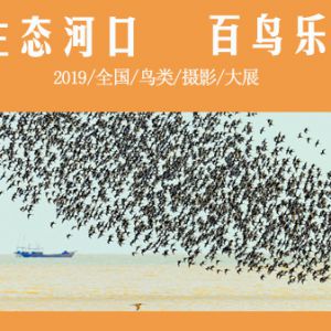 2019“生态河口 百鸟乐园”全国鸟类摄影大展