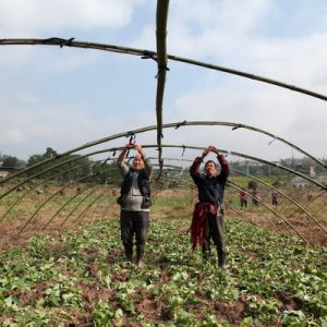蔬菜基地搭棚保温过冬（图片新闻）