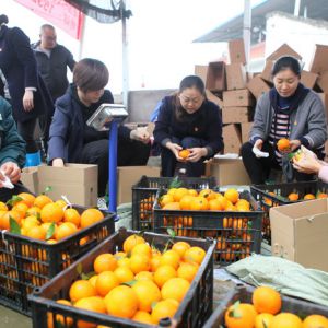 永川邮政：“合作社+产业链” 助力精准扶贫（图片新闻）
