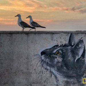2019年度美國《國家地理》全球攝影大賽中國賽區獲獎作品欣賞