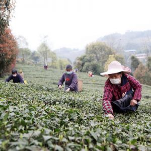 扶贫扶志两结合 永川茶产业扶贫效果好（图片新闻）