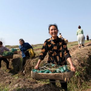 贫困户喜领育种糯玉米苗（图片新闻）