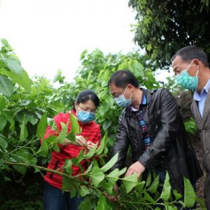 专家“护航”果桑园（图片新闻）