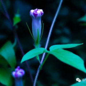 【散步印象】（87）