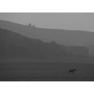 眺望原野