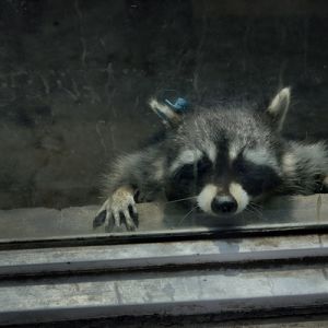在動物園的日子