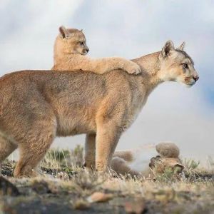 2021年度野生動物藝術攝影師大賽揭曉