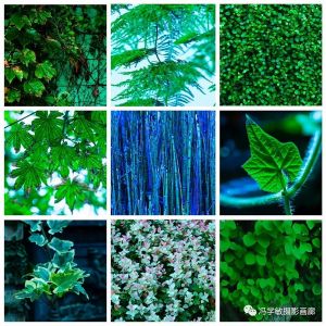【散步印象】（99）