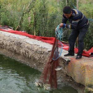 河南淮濱：退役軍人養殖羅非魚致富（組圖）