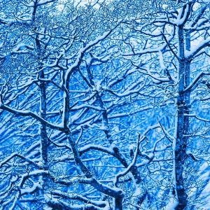 【2022年东京初雪印象】