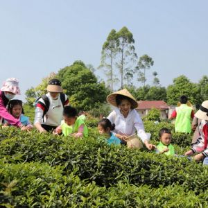 永川：“茶之味.鄉之情”親子采茶樂融融（圖片新聞）