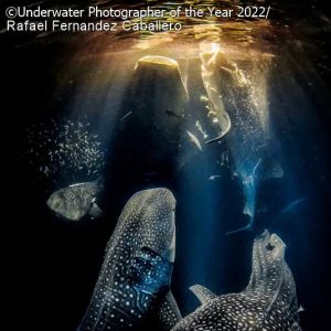 2022年水下攝影師大賽獲獎名單出爐