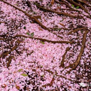 散步印象（118）樱花