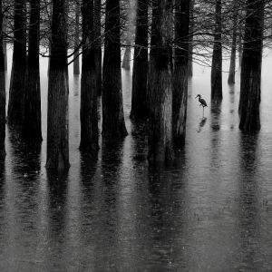 2022塞尔维亚PHOTOEXPO国际摄影展（塞尔维亚）结果揭晓