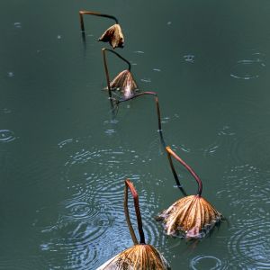 《藝海縱橫 光影共輝》澳門沙龍影藝會會員|蘇錦權