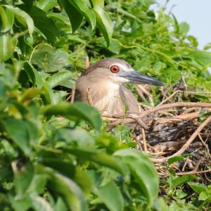 《藝海縱橫 光影共輝》珠海市攝影家協會會員|梁根鵬