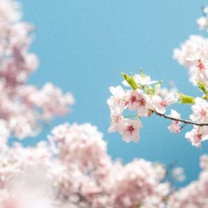 早樱迎春 暖风醉人 尼康携手日本国家旅游局推出限时赏樱主题活动