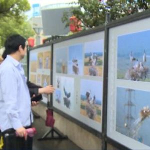 泗洪举办“国宝东方白鹳眷恋泗洪”大型摄影展