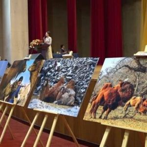 叫响中国驼乡品牌！阿拉善骆驼文化全国万场摄影展在江苏淮安开展！