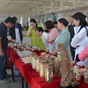新疆青河县：中草药种加销一体产业链促农增收