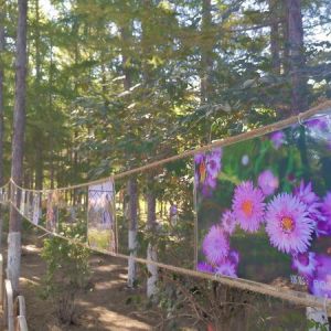 “甜爱之路 醉美百花” 长春百花园举办户外摄影展